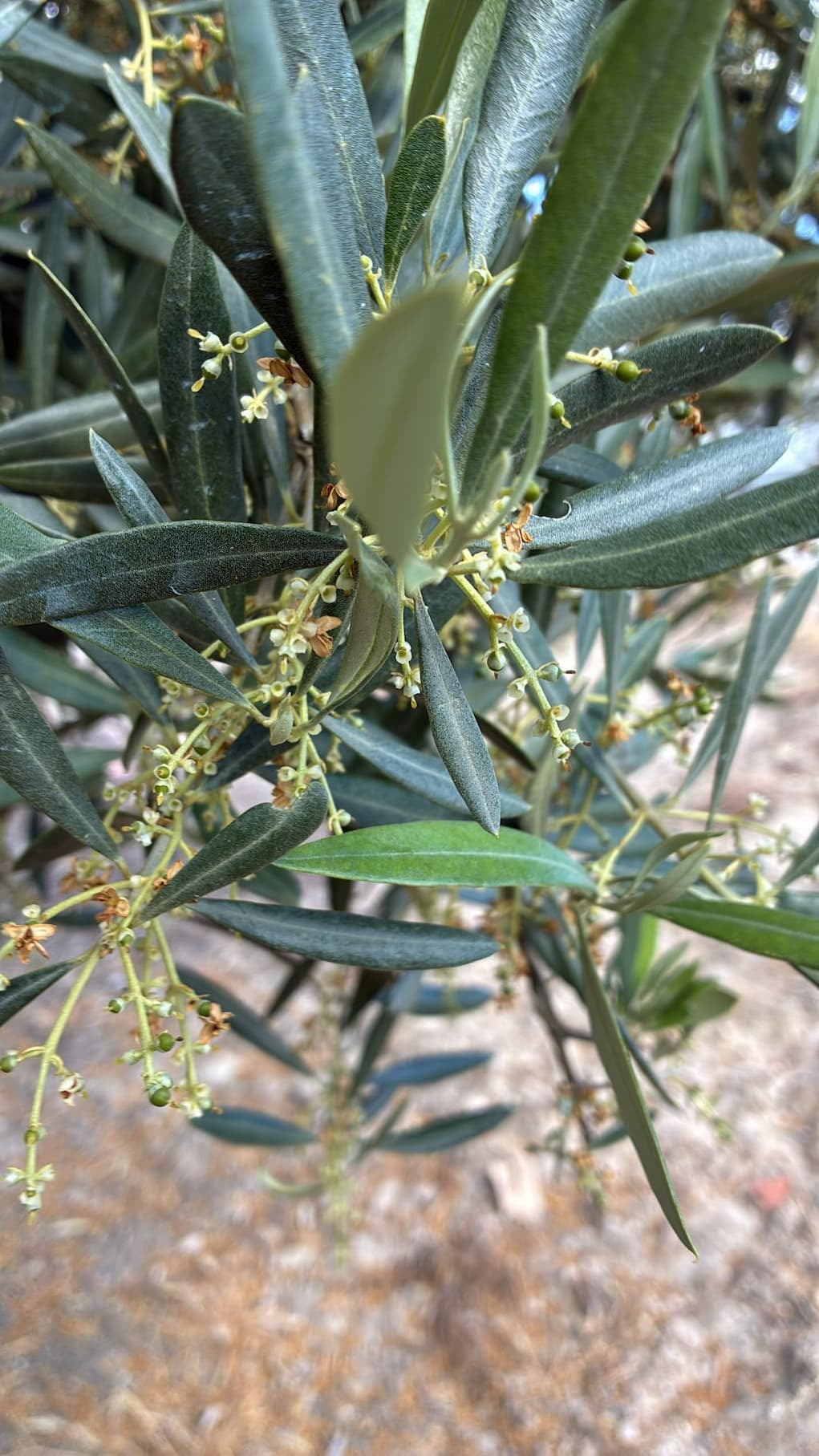 Rapa, la flor del Olivo