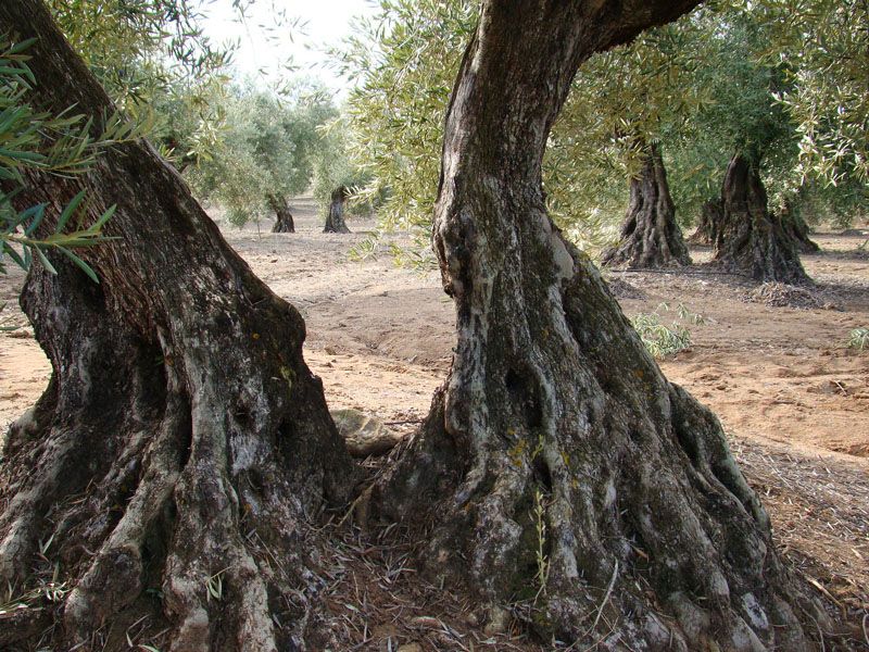 Finca Riñosa