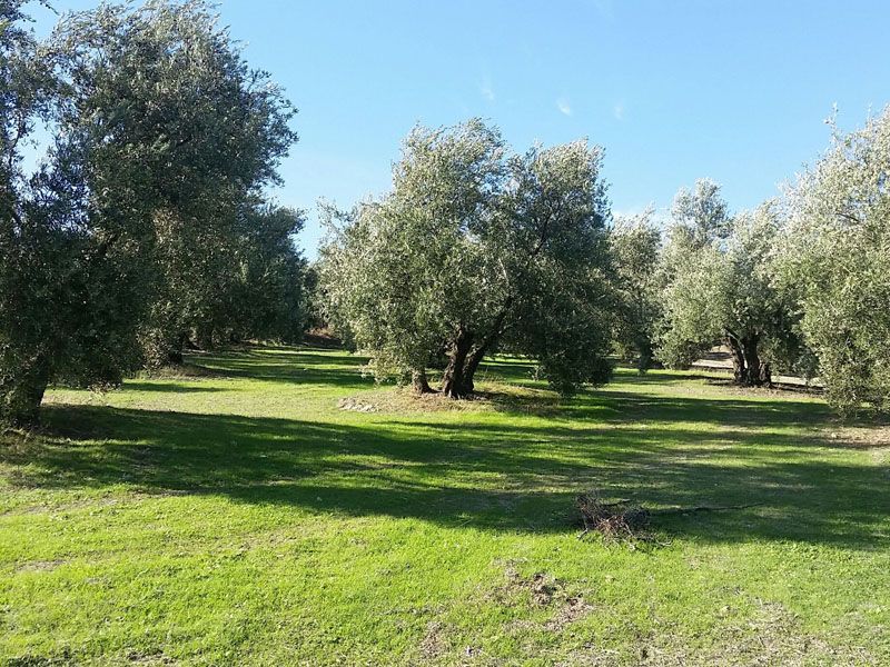 Finca San Miguel