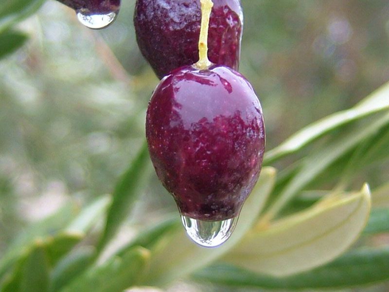 Aceituna Picual en envero